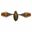 Picture of Need Cicada