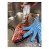 Immagine di Rechargeable Uroco Remover YH-370