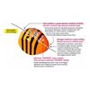 Immagine di Dotera Ball