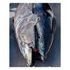 Immagine di Koinobori Popper 230 Monster Tuna